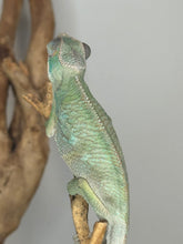Load image into Gallery viewer, Ambilobe Chameleon on a branch with a plain background showing off his dorsal crest.
