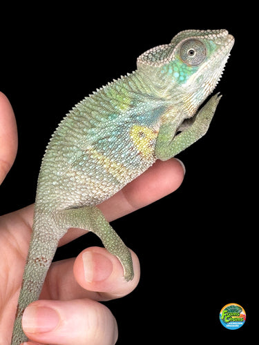 Stunning ambilobe panther chameleon sitting on a hand that is for sale at FramsChams.