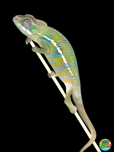 Beautiful and bright Ambilobe Panther Chameleon with yellow body and blue bars available at FramsChams.