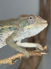 Load image into Gallery viewer, panther chameleon face with teal cheeks
