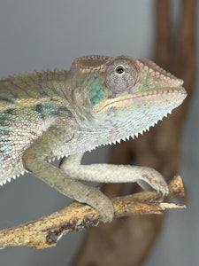 panther chameleon face with teal cheeks