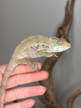 Load image into Gallery viewer, Juvenile panther chameleon available at FramsChams
