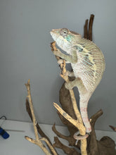 Load image into Gallery viewer, Panther chameleon baby with blue bars showing through
