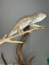 Load image into Gallery viewer, Panther chameleon sitting on  a branch
