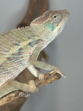 Load image into Gallery viewer, Young panther chameleon with teal heek scales looking at the camera
