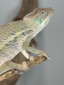 Young panther chameleon with teal heek scales looking at the camera