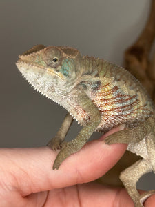 Juvenile Panther Chameleon with reds and blues coming in on chest
