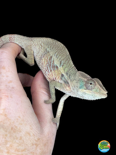 Stunning panther chameleon for sale at FramsChams