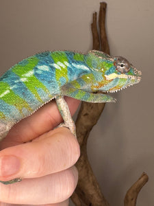 Ambilobe panther chameleon on a hand