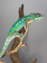 Load image into Gallery viewer, Panther Chameleon sitting on  stick
