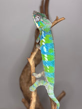 Load image into Gallery viewer, Bright green and blue panther chameleon posing on a branch
