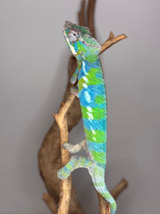 Bright green and blue panther chameleon posing on a branch