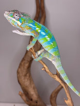 Load image into Gallery viewer, Flourescent green chameleon with blue bars standing on a branch.
