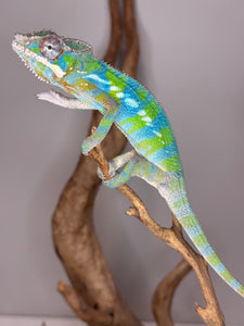 Flourescent green chameleon with blue bars standing on a branch.
