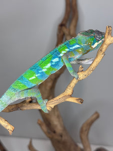 Side view of a brightly colored ambilobe panther chameleon.