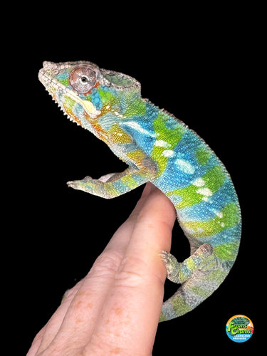 Colorful ambilobe chameleon on a person's finger with a black background available at FramsChams