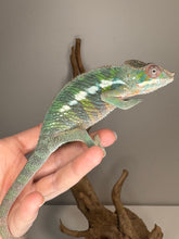 Load image into Gallery viewer, AMBILOBE Panther Chameleon: (E11)
