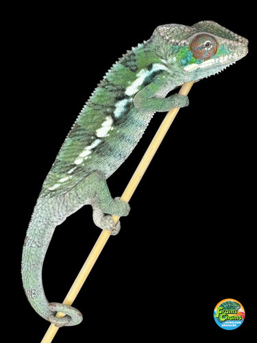 Green panther chameleon on a stick with a black background for sale at FramsChams