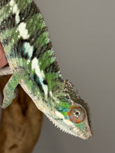 Load image into Gallery viewer, Close-up of a panther chameleon with a blurred background
