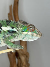 Load image into Gallery viewer, Juvenile Panther Ambilobe Chameleon on a branch with a plain background
