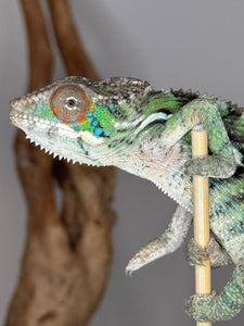 Ambilobe Panther Chameleon on a branch with a plain background available at FramsChams
