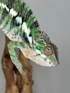 Ambilobe Chameleon on a gray background