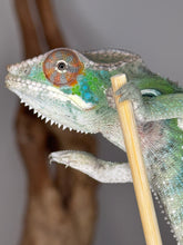 Load image into Gallery viewer, Juvenile Panther Chameleon on a branch with a blurred background
