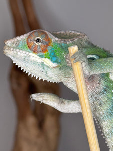 Juvenile Panther Chameleon on a branch with a blurred background