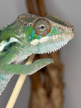 Load image into Gallery viewer, Close-up of an ambilobe chameleon on a branch with a neutral background
