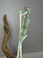 Load image into Gallery viewer, Back view of an ambilobe panther chameleon gripping a stick
