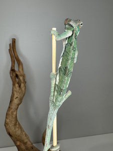 Back view of an ambilobe panther chameleon gripping a stick