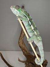 Load image into Gallery viewer, Juvenile Chameleon on a branch against a neutral background
