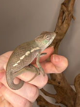 Load image into Gallery viewer, Young F1 Ankify Panther Chameleon – Male with Incredible Potential | E34
