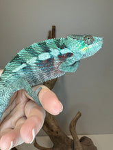 Load image into Gallery viewer, Teal chameleon with reds sitting on a hand
