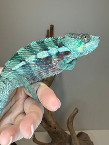 Teal chameleon with reds sitting on a hand