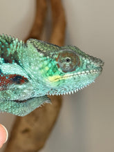 Load image into Gallery viewer, Closeup of Ambanja panther chameleon
