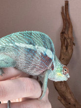 Load image into Gallery viewer, Ambanja Panther Chameleon on a hand in front of a beige background
