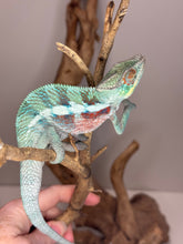 Load image into Gallery viewer, Ambanja chameleon on a branch showing off his blues and reds at FramsChams
