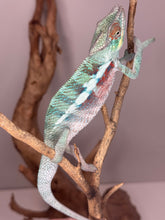 Load image into Gallery viewer, Chameleon on a branch with a plain background
