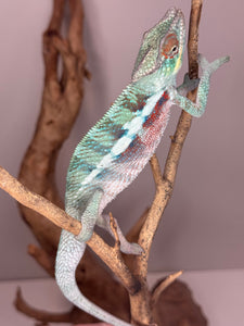 Chameleon on a branch with a plain background