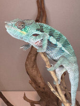 Load image into Gallery viewer, Juvenile Ambanja Panther Chameleon showing off his barring 
