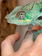 Load image into Gallery viewer, Closeup of pretty teal ambanja chameleon at FramsChams
