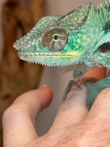 Closeup of pretty teal ambanja chameleon at FramsChams