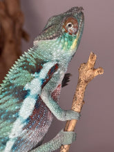 Load image into Gallery viewer, Stunning Avatar ambanja chameleon on a stick
