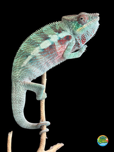 Unbelievable Ambanja panther chameleon with blues and reds on a stick for sale at FramsChams