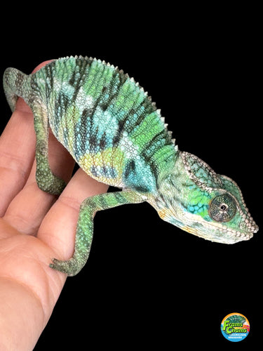 Juvenile Ambilobe Panther Chameleon held in a hand with a black background for sale at FramsChams