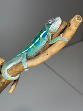 Load image into Gallery viewer, AMBILOBE Panther Chameleon: (J2)
