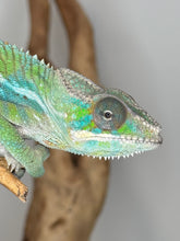 Load image into Gallery viewer, Green ambilobe chameleon on a branch with a plain background
