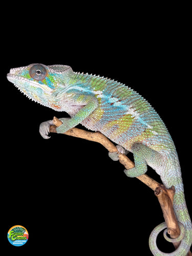 Beautiful Ambilobe Panther Chameleon on a branch with a black background for sale at FramsChams