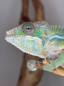 Close-up of an ambilobe panther chameleon on a branch with a blurred background